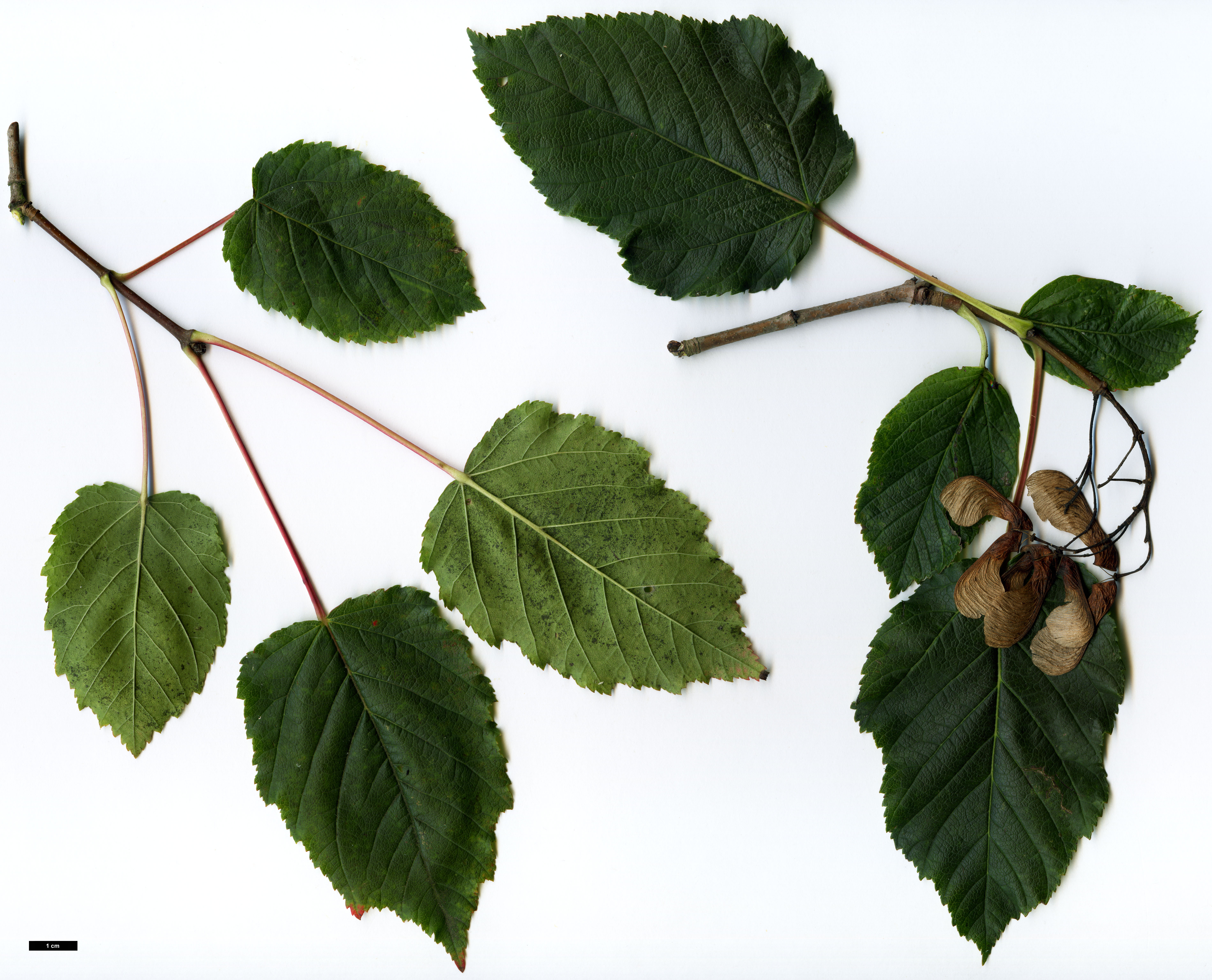 High resolution image: Family: Sapindaceae - Genus: Acer - Taxon: tataricum - SpeciesSub: subsp. tataricum